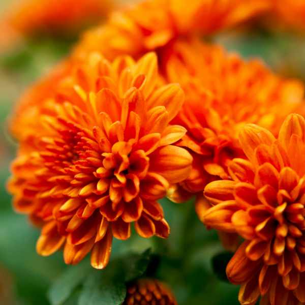 Chrysanthemen